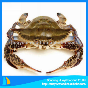 Caranguejo de natação azul congelado portunus pelagicus crab